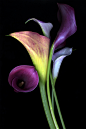 FIVE CALLA LILLIES From katinkamatson.com