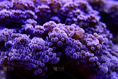 紫Euphyllia Octospawn LPS珊瑚- Euphyllia Divisa