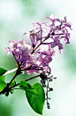  #花#