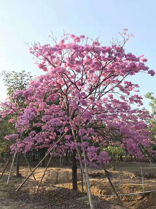 多花紫花风铃木