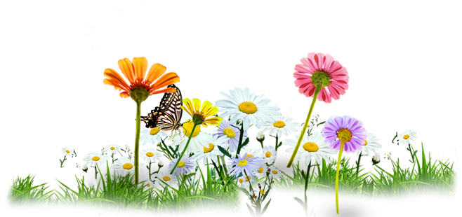 花草草地