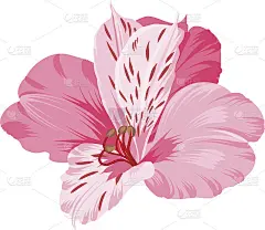 在白色上孤立的老花孢