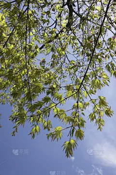 枫叶蓝天思念