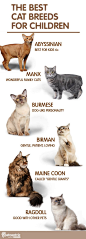 Find the purrfect addition to your family with one of these variety of cat breeds. From Burmese to Birman and Maine Coone to Manx, finding the next pawesome member of your family is just a click away. If you have children, discover PetCentric.com’s list o