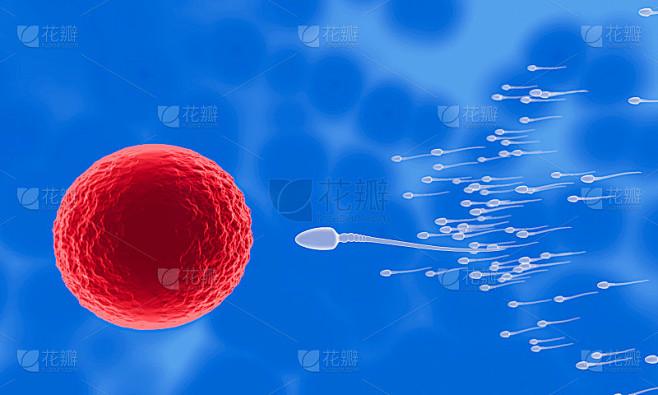精子向着卵子。来进行人类交配。卵子和精子之间的预受精模型。三维渲染