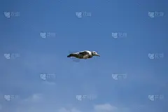 一只正在飞行的流浪信天翁的侧视图。