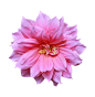 花 (12)