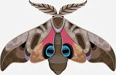 手绘飞蛾矢量图ai免抠素材_新图网 https://ixintu.com 昆虫 翅膀 插画