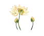 唯美古风水彩手绘荷花荷叶古典水墨莲花插画PNG免扣透明设计素材
