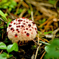 Hydnellum peckii，也被称为魔鬼的牙齿。Bankeraceae Hydnellum属。它是一种菌根植物，与多种针叶树形成互利互惠的关系，单株生长在地上、分散生长在地上或融合在一起，幼时经常分泌血色液体，有抗凝血特性。成年后不再分泌，通体变成深棕色，成为魔鬼的弃牙。 ​​​​