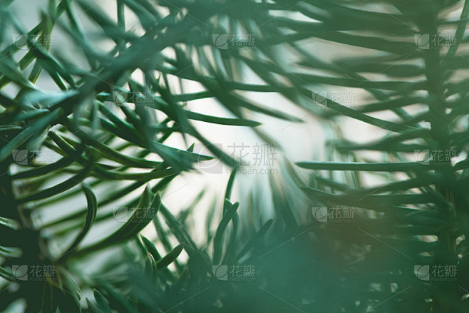 抽象背景近景模糊针叶树常绿冷杉树枝自然
