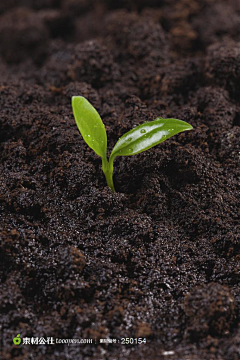 夜空中最亮的星~采集到植物