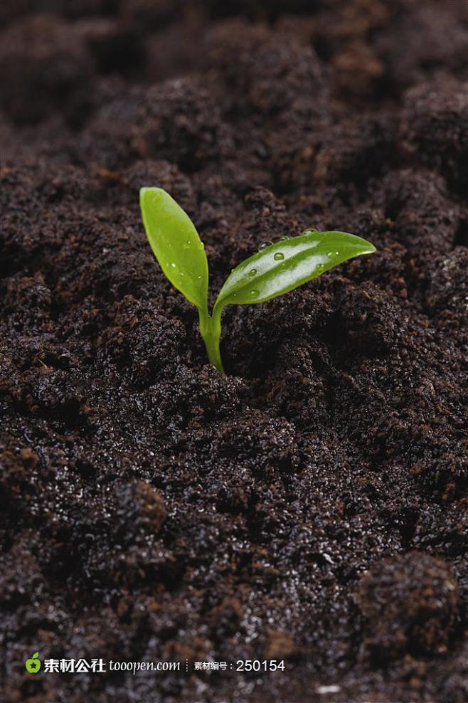 幼苗新芽-土壤中发芽的植物种子高清桌面图...