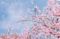 #西湖##春天去赏花##樱花# 
 虽然没有长焦没有超广没有没有经典打卡位，但是一颦一笑，都仍然那么美。

万年的Canon6D+s35 ​​​​