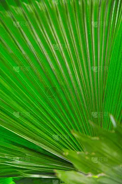 亮绿色叶子上的线条和阴影