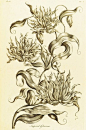 Imperial Gloriosa - Gloriosa superba - John Hill - Kew Gardens Botanical Prints - Kew Botanical Prints