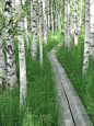 A birch forest in Finland. Notice the boards for easy walking.