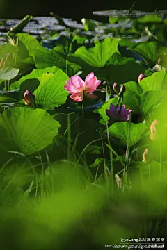 龙沙公园的清晨，让我记住了齐齐哈尔的美丽, 冰城馨子旅游攻略