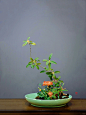 中式插花｜写景盘花｜秋分｜桂花｜菊花_1_珊贝｜中式插花_来自小红书网页版