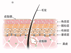 无敌萌嘟嘟采集到医疗手绘