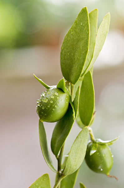 荷荷巴油霍霍巴