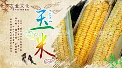 玉米海报  - 源文件下载【酷图网】玉米,熟玉米,生玉米,玉米地,玉米种子,玉米广告,玉米宣传,玉米海报,玉米素材,苞米,苞米地,玉米庄家,玉米田地,玉米种子图片,嫩玉米海报,鲜玉米,种子传单,玉米种子传单,种子宣传单,玉米包装,玉米展板,化肥海报,种子化肥,玉米化肥海报,苞米种子,苞米种子传单,种子海报设计,