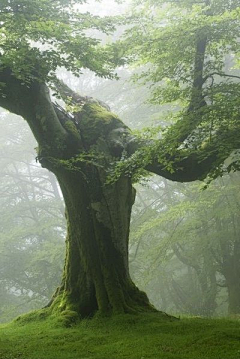 许蚊子采集到风景