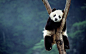 General 1920x1200 panda trees sitting depth of field forest bears mammals