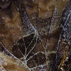 蝴蝶,纹理,式样,翅膀,野外动物,图像,明亮,彩色图片,大特写,昆虫