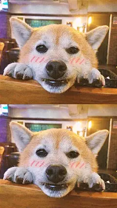 萌宠可爱柴犬_LoveRose手机壁纸高清大图下载