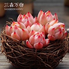 牛牛2015采集到植物