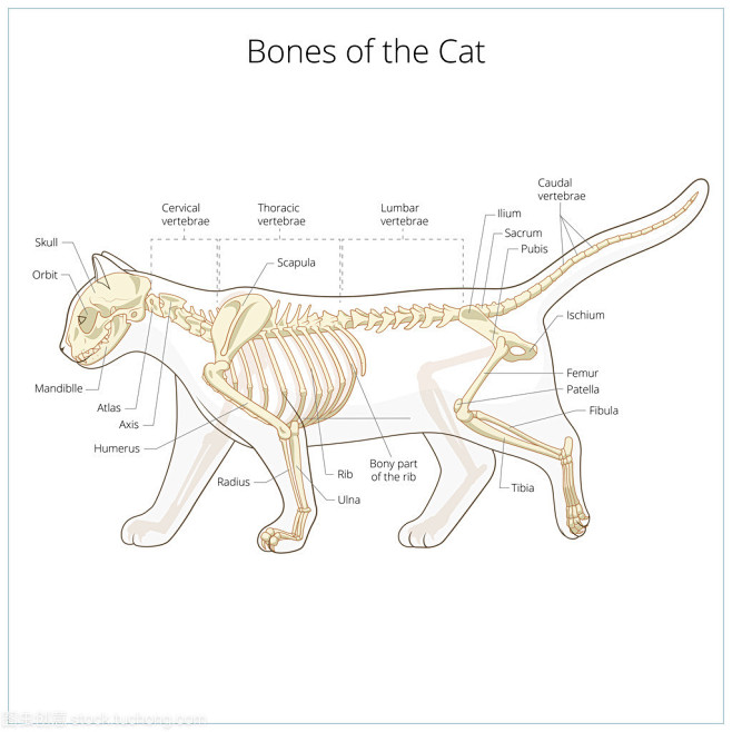 猫骨架的搜索结果_360图片
