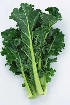 水培蔬菜特写高清图片