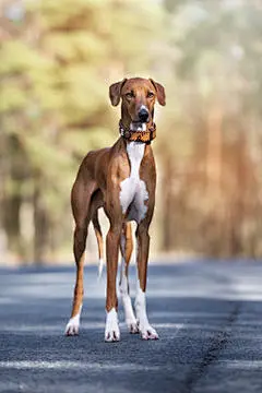 点击来源直接获取大图文件 |美丽的阿扎瓦克犬站在户外