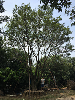爱植物的小F采集到玫瑰园大区