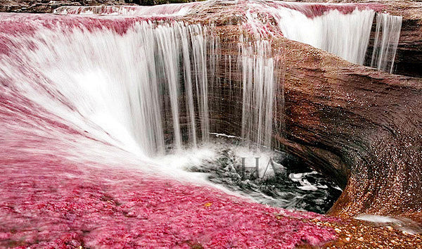 哥伦比亚，彩虹河 (Rio Cano C...