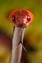 Siphlophis compressus