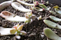 succulent-leaf-baby-plants-how-to-propagate-succulents-from-leaves-and-cuttings-needlesandleaves_net (1).jpg