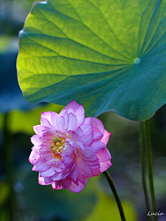 不甚了了、采集到花之魂。