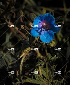 蓝花 花壁纸 花 美丽的花朵 草地 花卉背景 自然 花园