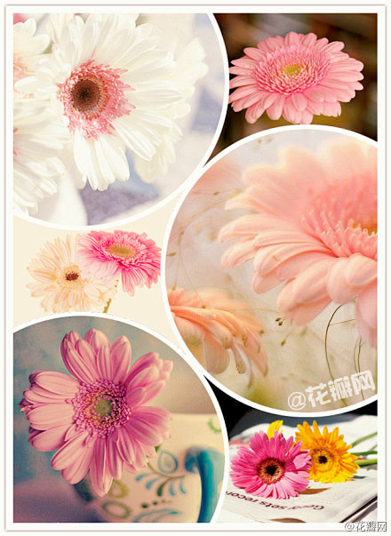 #花瓣花语录#非洲菊，菊科花卉，又称扶郎...