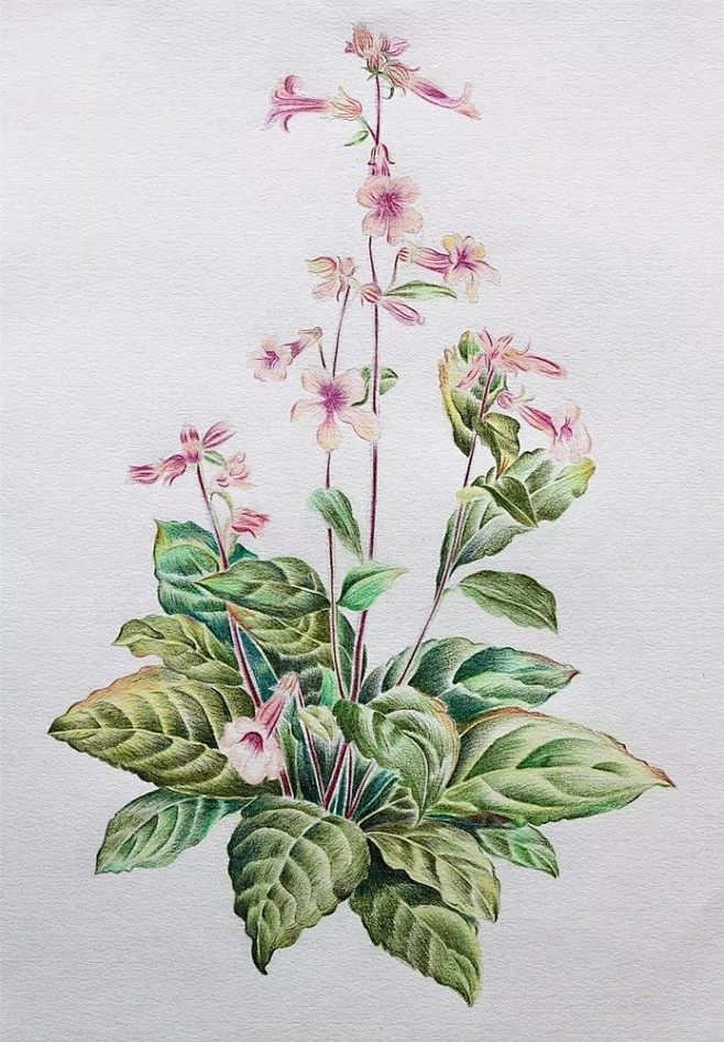 彩铅画地黄作者微博