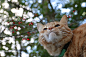 2016.11.09 ニシキギの実<植>卫矛的果实 [ 2016/11/09 12:00 ] 2016～ 茶トラ・#猫叔# #篮子猫-猫叔#