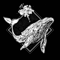 artwork cartoon digital illustration ILLUSTRATION  lineart Whale