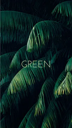 绿色植物摄影图片手机壁纸