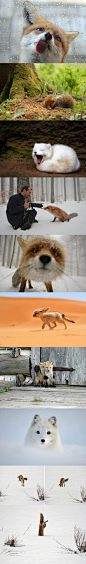 狐狸是一种比较喜欢卖萌犯二的萌物 来自摄影师镜头中的狐狸 看到最后笑喷