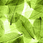 树叶系列 - 脉络清晰的叶子