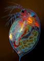 怀孕的水蚤（一种小型的浮游甲壳动物）