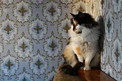 毛茸茸的猫在日落against花卉图案壁纸