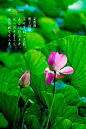 荷花_旅途花世界